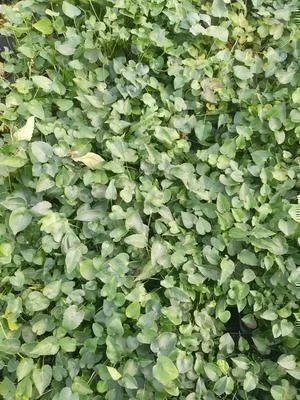 Obrázok produktu pre 6 x Phyteuma scheuchzeri - Phyteuma - kvetináč 9 x 9 cm
