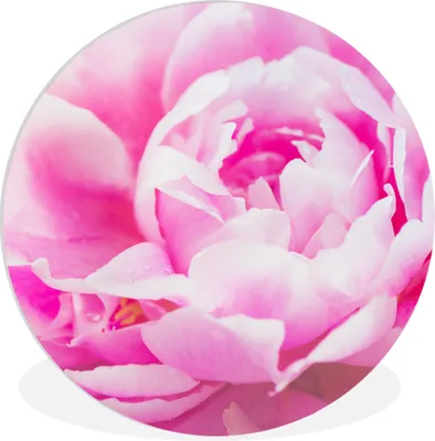 Produktbild von MuchoWow® Rundes Wandbild - Runde Bilder Nahaufnahme einer rosa Pfingstrose mit Blättern Ø 30 cm Kreis Wanddekoration Kunststoff - Wandkreis - Wandschmuck - Schlafzimmer - Bilder - Der Kreis - Kunst für die Wohnung - Plastik - Kunstdruck - Wandbild