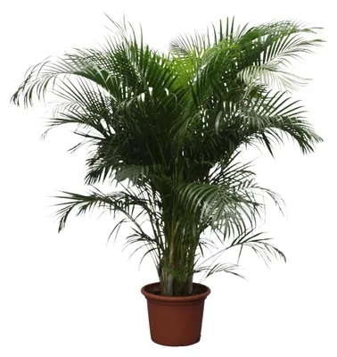 Image de Dypsis Lutescens (Palmier Areca) - 220-230cm - Ø40cm - Plante d'intérieur - Vert persistant