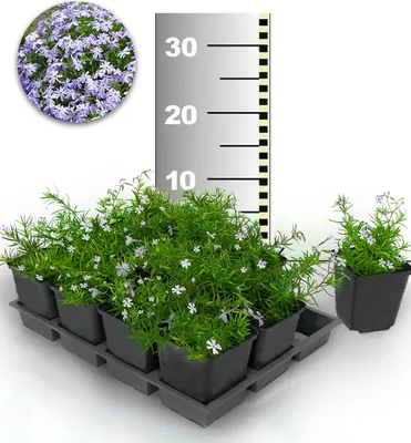 Produktbild von BALDUR Garten 25x Blauer Teppich-Phlox , Pflanzen im 9x9 cm-Topf, Polsterphlox, winterharte Staude, Bodendecker, trockenresistent, mehrjährig, pflegeleicht, blühend, Phlox subulata