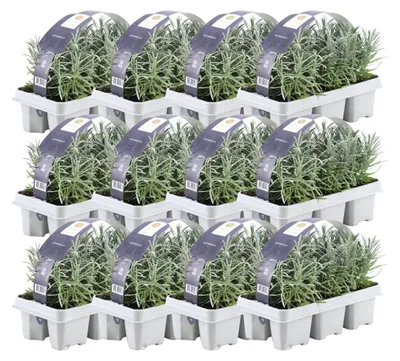 Immagine prodotto di Plants by Frank | 72 piante di lavanda vera | Lavandula angustifolia | Coprisuolo resistente | Piante perenni resistenti | Piante da giardino
