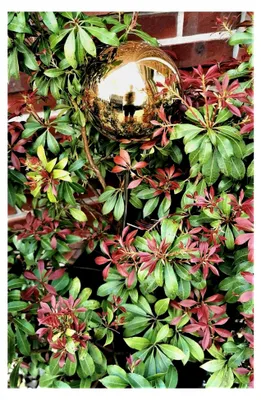 Produktbild von Gartenstecker mit Rosenkugel 10 cm und Stab 80 cm aus poliertem Edelstahl in Gold