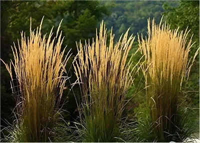 Produktbild von Stauden Gänge 3 x Calamagrostis x acutiflora 'Waldenbusch' im 1 Liter Topf - Reitgras - Sichtschutz Hecke - Struktur und Dynamik in perfektem Einklang