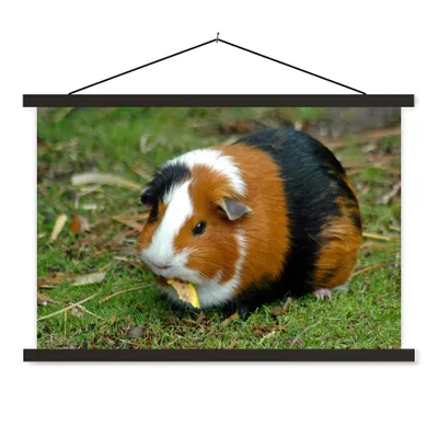 Produktbild von MuchoWow® Textilposter Meerschweinchen draußen 60x40 cm mit schwarzem Rahmen - Hölzernes