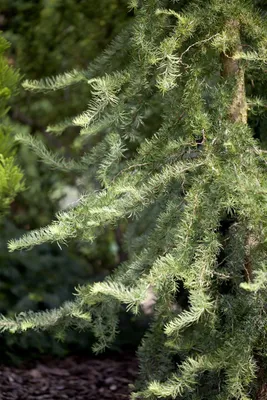 Produktbild von Larix kaempferi 'Diana', Japanische Lärche, 80–100 cm, dekorativ