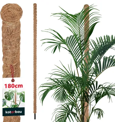 Zdjęcie produktu dla KOTARBAU® Tyczka z mchu do Monstera Coconut Natural ? 3,2 x 180 cm Tyczka do roslin Pomoc pnaca dla roslin Monstera Tyczka kokosowa Tyczka do roslin Tyczka pnaca Tyczka z mchu Pomoc pnaca Monstera Tyczka do kwiatów Tyczka z mchu