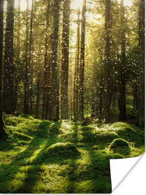 Produktbild von MuchoWow® Poster Bäume - Wald - Moos - Pflanzen - Sonne - Natur 120x160 cm - Wandbilder
