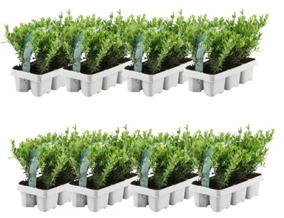 Produktbild von Plants by Frank | 48 Stechpalme Pflanzen | Ilex Crenata 'Jenny' | Heckenpflanzen | Winterhart | Immergrün | Gartenpflanzen
