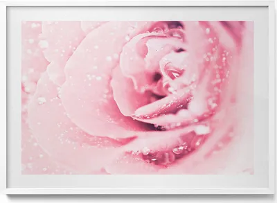 Produktbild von Tautropfen und Rosenblüten– Wandbild mit Rahmen – Gerahmtes Bild  – Wanddekoration – 100x70 cm –  Weiß Rahmen