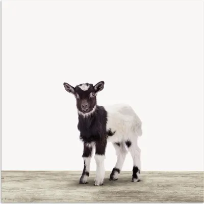 Produktbild von MuchoWow® Poster Ziege - Tiere - Kinder - Jungen - Mädchen 30x30 cm - Wandposter - Printing