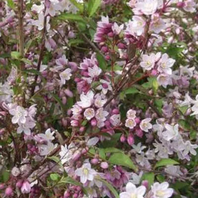 Productafbeelding van 2 x Sterrenstruik - Deutzia purpurascens 'Kalmiiflora' | 40-60 cm, in pot