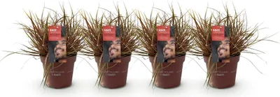 Image de Green boutiQ - Graminées ornementales - Uncinia rubra Everflame  - Rouge - 4 plants - À feuillage persistant - Peu d'entretien - Pot de 17 cm - Hauteur 50 cm