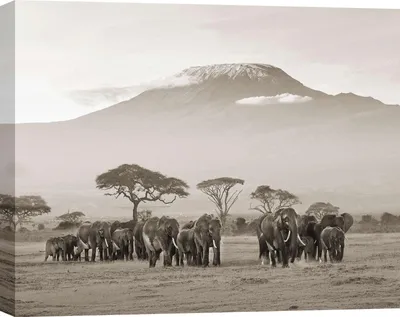 Obrázek produktu pro Výtisky na plátně - Národní park Amboseli - 100 x 70 cm