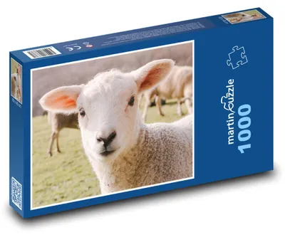 Obrázek produktu pro Puzzle 1000 Ovce na pastvině - martinpuzzle