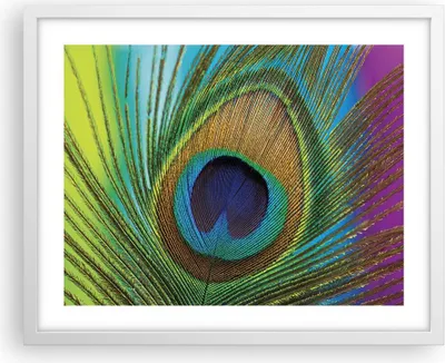 Produktbild von Gerahmtes Poster - Weißer Rahmen - Pfauen Federn Regenbogen - 50x40 cm - Wand Bild - Wanddeko - Wandbilder - Kunstposter - Wandposter - Bilderrahmen - Bilder - Kunstdruck - P2WAA50x40-4385