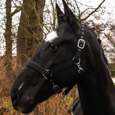Produktbild von Halfter für Warmblut – Stallhalfter, Weidehalfter, 2-Fach verstellbare Dornschnallen, sicher & reißfest (Schwarz, Warmblut)