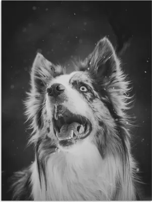 Produktbild von MuchoWow® Poster Tierporträt Border Collie in Schwarz und Weiß 120x160 cm - Wandbilder