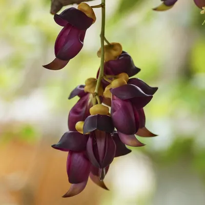 Produktbild von Samtbohne (Mucuna sempervirens)  - 2 Samen