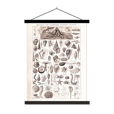 Produktbild von MuchoWow® Textilposter Meerestiere - Muschel - Schwarz - Weiß 40x53 cm mit schwarzem Rahmen - Abbildung
