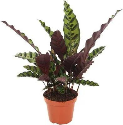 Immagine prodotto di Calathea Insignis, pianta d'appartamento con foglie a lancia, Ø 12 cm, 50 cm, esotica