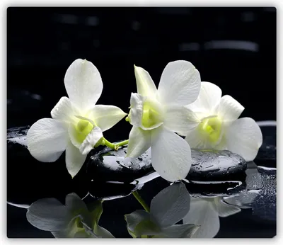 Produktbild von Tulup Glas Herdabdeckplatte Glaskeramikkochfeld-Abdeckung Spritzschutz Glasabdeckplatte Kochplattenabdeckung und Schneidebrett - Einteilig - 60x52 cm Orchidee