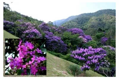 Produktbild von Tibouchina Granulosa - Purple Ruhm Tree - Seltene Tropischer Baum Bonsai Samen (25)