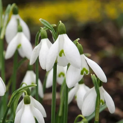 Image de Green boutiQ - Bloembollen - Galanthus Elwesii - Kleur Wit - 25 stuks - Bolmaat 5/6 - XXL Pack