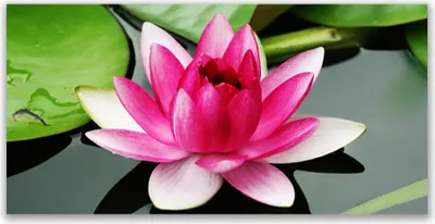 Produktbild von Tulup Leinwand-Bilder 120x60 Wandbild Canvas Kunstdruck Blume Pflanzen