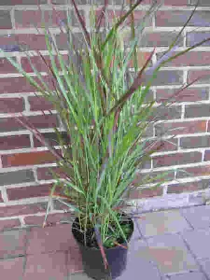 Produktbild von Rutenhirse Cheyenne Sky ® - Panicum virgatum ®