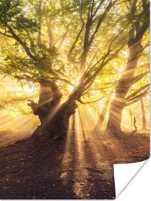 Produktbild von MuchoWow® Poster Baum - Wald - Sonne 90x120 cm - Wohnzimmer