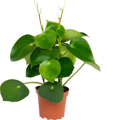 Zdjęcie produktu dla Peperomia karlowata "Raindrop" w doniczce 12 cm