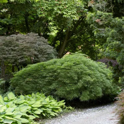 Zdjęcie produktu dla Bloomique - Acer Palmatum Dissectum - Klon palmowy - Liść zielony - Rośliny ogrodowe - Odporne na zimę - Wysokość 50-70 cm - Doniczka 19 cm