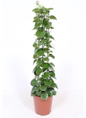 Produktbild von Gardners Cissus rotundifolia, Durchmesser 24 cm