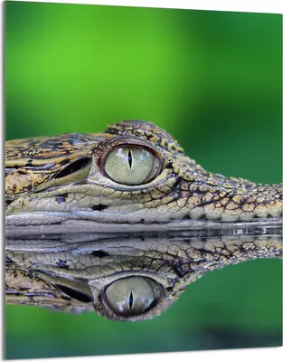 Produktbild von Glasschneidebrett 40x52 Krokodil