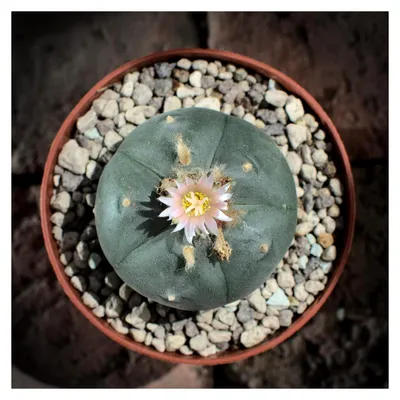 Produktbild von Lophophora williamsii, Peyote 5 cm