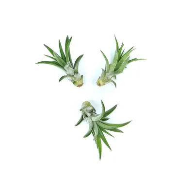 Obrázok produktu pre Gardnerova Tillandsia abdita