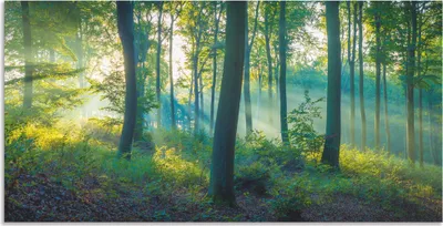 Produktbild von ARTland Wandbild Alu für Innen & Outdoor Wald Panorama Größe: 150x75 cm