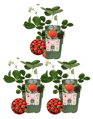 Produktbild von Plants by Frank | 3 Erdbeerpflanzen 100% Biologisch | Fragaria | Erdbeerpflanze | Obstgarten | Gemüsegarten | Gartenpflanzen