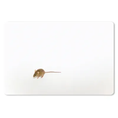 Produktbild von MuchoWow® Schreibtischunterlage Maus - Tiere - Weiß 60x40 cm - XXL Mauspad - Großes Mauspad