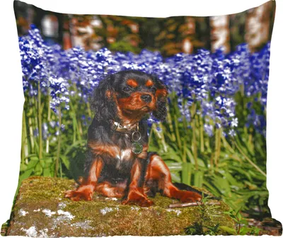 Produktbild von MuchoWow® Zierkissen Sofakissen Wohnzimmer Dekokissen 60x60 cm Ein Cavalier King Charles Spaniel zwischen den blauen Blumen - Sitzfläche - Foto Polster