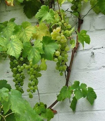 Image de Cépage « Vroege van der Laan » - Raisin de table | 70 cm en pot