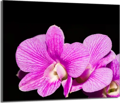 Obrázok produktu pre Kryt na varnú dosku 60x52 Sklenená doska na varnú dosku Splashback Deco Chopping Board, Orchidea Purple
