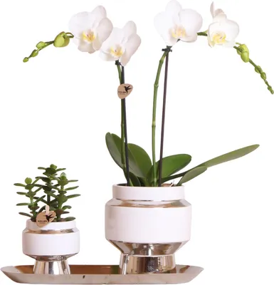 Zdjęcie produktu dla Kolibri Company - Zestaw bialych orchidei i sukulentów na srebrnej tacy - swiezo od hodowcy
