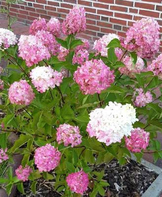 Produktbild von Hochstamm Rispen- Hortensie Hydrangea paniculata 'Vanille Fraise' 80 - 100 cm