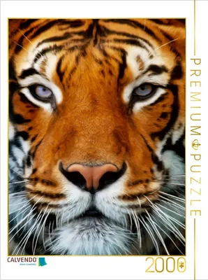 Produktbild von CALVENDO Puzzle Tiger Portrait | 2000 Teile Lege-Größe 90x67cm Foto-Puzzle für glückliche Stunden