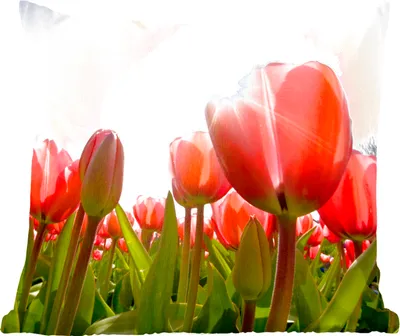 Produktbild von MuchoWow® Zierkissen Sofakissen Wohnzimmer Dekokissen 60x60 cm Blumen - Tulpen - Sonne - Sitzfläche - Foto Polster
