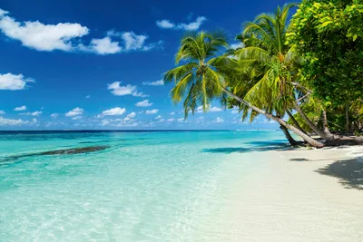 Obrázek produktu pro Dimex fototapeta MS-5-0215 Paradise Beach 375 x 250 cm