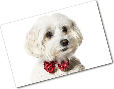 Produktbild von Tulup Glas Herdabdeckplatte - 80x52 cm - Glaskeramikkochfeld-Abdeckung Spritzschutz Glasabdeckplatte - Einteilig - Tiere - Malteser Hund - Rot