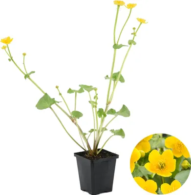 Zdjęcie produktu dla Bloomique - Caltha palustris - Kaczeńce błotne - Rośliny do oczek wodnych - Wytrzymałe - Wysokość 15-25 cm - Doniczka 9 cm