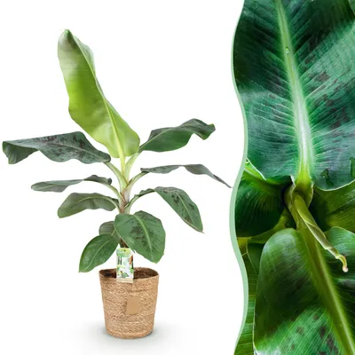 Produktbild von Green boutiQ - Zimmerpflanzen - Musa acuminata Dwarf Cavendisch - Bananenpflanze - Wenig Pflege - mit Korb - Grün - 1 Pflanze - Topf 21cm - Höhe 70-75cm
